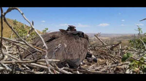 tagged kazakhstan cinereous vulture found dead in jodhpur https://jaipur.visitinrajasthan.com/wp-content/uploads/2023/10/cropped-cropped-R-2.png
