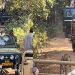a video from ranthambore national park shows a tiger surrounded by numerous safari vehicles https://jaipur.visitinrajasthan.com/wp-content/uploads/2023/10/cropped-cropped-R-2.png