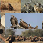desert national park in jaisalmer is witnessing an unusual increase in raptors https://jaipur.visitinrajasthan.com/wp-content/uploads/2023/10/cropped-cropped-R-2.png