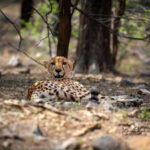 kuno2 manas singhjpg https://jaipur.visitinrajasthan.com/wp-content/uploads/2023/10/cropped-cropped-R-2.png