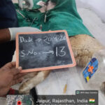 msid 130539009imgsize 77792.cms https://jaipur.visitinrajasthan.com/wp-content/uploads/2023/10/cropped-cropped-R-2.png
