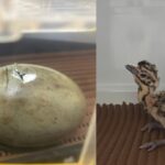 rajasthan39s conservation efforts for the critically endangered great indian bustard are yielding significant results https://jaipur.visitinrajasthan.com/wp-content/uploads/2023/10/cropped-cropped-R-2.png