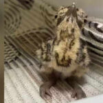 three critically endangered great indian bustard chicks have been born at jaisalmer breeding centers using artificial insemination file photo https://jaipur.visitinrajasthan.com/wp-content/uploads/2023/10/cropped-cropped-R-2.png