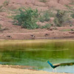 a recent waterhole census in jaisalmer revealed a sharp decline in the great indian bustard population with only 41 sighted compared to 73 last year https://jaipur.visitinrajasthan.com/wp-content/uploads/2023/10/cropped-cropped-R-2.png