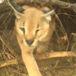 conservation efforts are underway in jaisalmer39s shahgarh region for the endangered caracal https://jaipur.visitinrajasthan.com/wp-content/uploads/2023/10/cropped-cropped-R-2.png