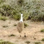 great indian bustard chick hatched from a jaisalmer egg in gujarat has disappeared despite extensive security https://jaipur.visitinrajasthan.com/wp-content/uploads/2023/10/cropped-cropped-R-2.png