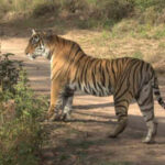 missing tigeress 2504 picture credit hemraj meenajpeg https://jaipur.visitinrajasthan.com/wp-content/uploads/2023/10/cropped-cropped-R-2.png