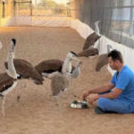 rajasthan celebrates its first ever quotgodawan dayquot on may 21 honoring the critically endangered great indian bustard https://jaipur.visitinrajasthan.com/wp-content/uploads/2023/10/cropped-cropped-R-2.png