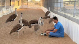 rajasthan celebrates its first ever quotgodawan dayquot on may 21 honoring the critically endangered great indian bustard https://jaipur.visitinrajasthan.com/wp-content/uploads/2023/10/cropped-cropped-R-2.png