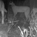 rajasthan39s forest department is launching a special campaign to protect the endangered caracal https://jaipur.visitinrajasthan.com/wp-content/uploads/2023/10/cropped-cropped-R-2.png