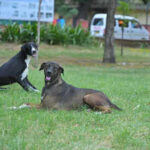 street dogs1jpg https://jaipur.visitinrajasthan.com/wp-content/uploads/2023/10/cropped-cropped-R-2.png