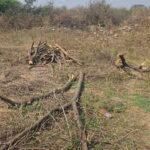 tree cutting aravali 5jpg https://jaipur.visitinrajasthan.com/wp-content/uploads/2023/10/cropped-cropped-R-2.png