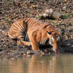 water holesjpg https://jaipur.visitinrajasthan.com/wp-content/uploads/2023/10/cropped-cropped-R-2.png