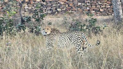 131596415 https://jaipur.visitinrajasthan.com/wp-content/uploads/2023/10/cropped-cropped-R-2.png