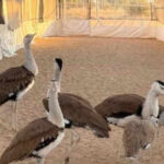 a spectacular light show at delhi39s qutub minar will highlight conservation efforts for the critically endangered great indian bustard on world environment day https://jaipur.visitinrajasthan.com/wp-content/uploads/2023/10/cropped-cropped-R-2.png