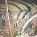 famous tigress t 124 gave birth to two cubs forest department confirmed onejpeg https://jaipur.visitinrajasthan.com/wp-content/uploads/2023/10/cropped-cropped-R-2.png