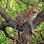 img istock 1347878618 1 1 64kc2f1jjpg https://jaipur.visitinrajasthan.com/wp-content/uploads/2023/10/cropped-cropped-R-2.png