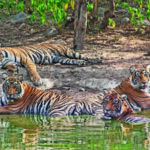 img tiger standalone 2 1 r8kf7hh5jpg https://jaipur.visitinrajasthan.com/wp-content/uploads/2023/10/cropped-cropped-R-2.png