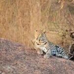 in jawai many leopards inhabit hillock caves located on revenue land outside the conservation reservejpeg https://jaipur.visitinrajasthan.com/wp-content/uploads/2023/10/cropped-cropped-R-2.png
