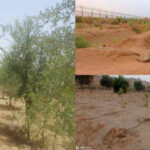 rajasthans thar desert is witnessing an environmental revival thanks to the resilient khejri tree https://jaipur.visitinrajasthan.com/wp-content/uploads/2023/10/cropped-cropped-R-2.png
