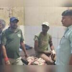 tigress attacks tracking team member in dholpur 3jpeg https://jaipur.visitinrajasthan.com/wp-content/uploads/2023/10/cropped-cropped-R-2.png