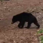 2af64577 56de 4856 8c5e 4d2fb3eba04f kjr bear in hospital premises1jpg https://jaipur.visitinrajasthan.com/wp-content/uploads/2023/10/cropped-cropped-R-2.png