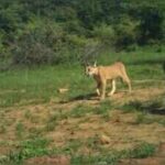 a camera trap photographs two elusive caracals together in rajasthanjpeg https://jaipur.visitinrajasthan.com/wp-content/uploads/2023/10/cropped-cropped-R-2.png