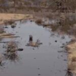 crude oil leak from vedanta cairn pipeline spreads across farmland near bothiya village in rajasthan https://jaipur.visitinrajasthan.com/wp-content/uploads/2023/10/cropped-cropped-R-2.png