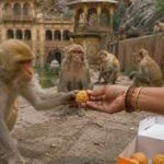 forest officials said warning boards have been installed in and around the galtaji temple urging visitors not to feed monkeys in an effort to curb the spread of the disease ai image https://jaipur.visitinrajasthan.com/wp-content/uploads/2023/10/cropped-cropped-R-2.png