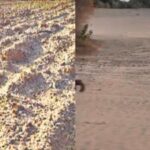 jaisalmer farmers face a severe agricultural crisis as erratic monsoons delay crucial kharif sowing https://jaipur.visitinrajasthan.com/wp-content/uploads/2023/10/cropped-cropped-R-2.png