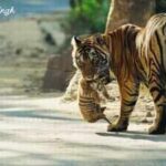 rajasthans tiger tally rises to 149 ranthambore remains biggest strongholdjpeg https://jaipur.visitinrajasthan.com/wp-content/uploads/2023/10/cropped-cropped-R-2.png