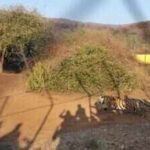 sariska 1jpg https://jaipur.visitinrajasthan.com/wp-content/uploads/2023/10/cropped-cropped-R-2.png