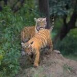 sariska three tiger cubs spotted toi 3jpg https://jaipur.visitinrajasthan.com/wp-content/uploads/2023/10/cropped-cropped-R-2.png