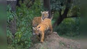 sariska three tiger cubs spotted toi 3jpg https://jaipur.visitinrajasthan.com/wp-content/uploads/2023/10/cropped-cropped-R-2.png