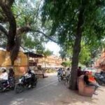 trees in the walled city 7jpeg https://jaipur.visitinrajasthan.com/wp-content/uploads/2023/10/cropped-cropped-R-2.png