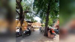 trees in the walled city 7jpeg https://jaipur.visitinrajasthan.com/wp-content/uploads/2023/10/cropped-cropped-R-2.png