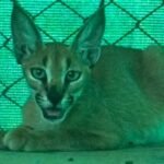 a rare female caracal rescued in jaisalmer was released into its natural habitat after treatment and recovery https://jaipur.visitinrajasthan.com/wp-content/uploads/2023/10/cropped-cropped-R-2.png