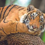img istock 520373466 1 1 5jl16tvtjpg https://jaipur.visitinrajasthan.com/wp-content/uploads/2023/10/cropped-cropped-R-2.png