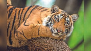 img istock 520373466 1 1 5jl16tvtjpg https://jaipur.visitinrajasthan.com/wp-content/uploads/2023/10/cropped-cropped-R-2.png